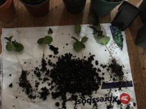 Transplanting Coffee plants