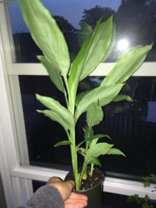 tumeric plant